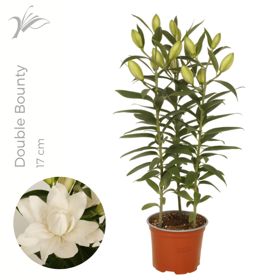 Lilium Double Bounty 17 Cm (or. Lelie)