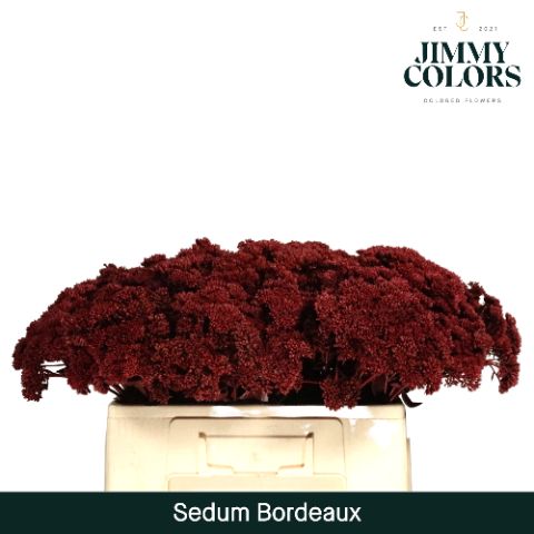 Sedum L55 Bordeaux