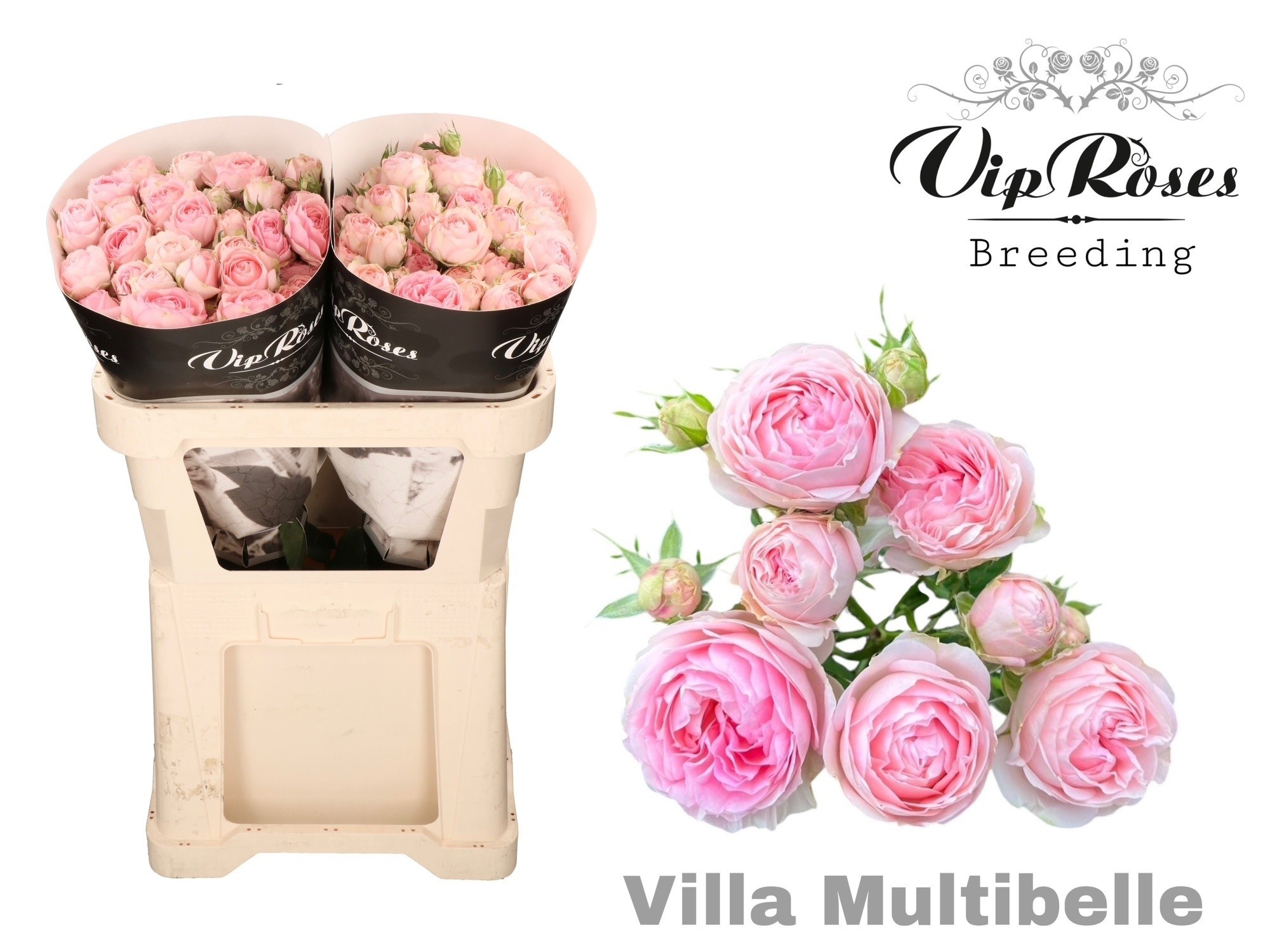 R Tr Villa Multibell