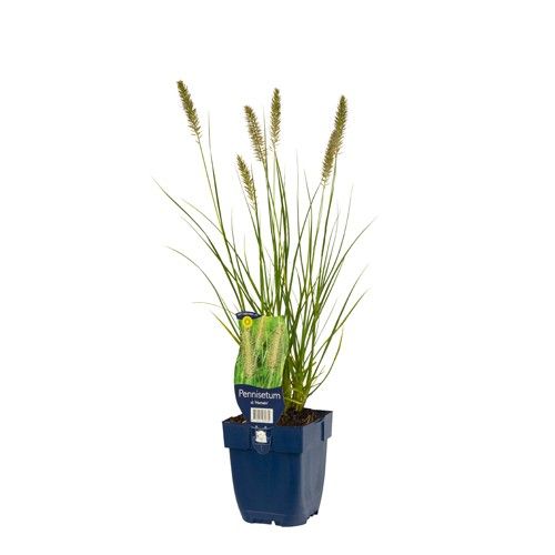 Pennisetum alopecuroides 'Hameln'