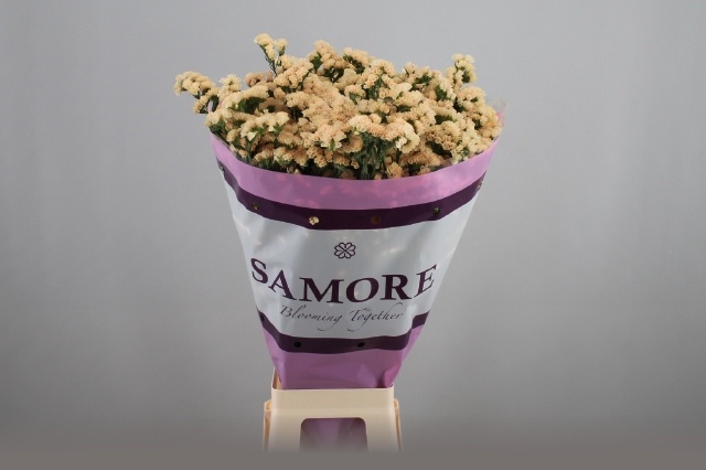 Limonium St Holy Apricot 70cm 32gram
