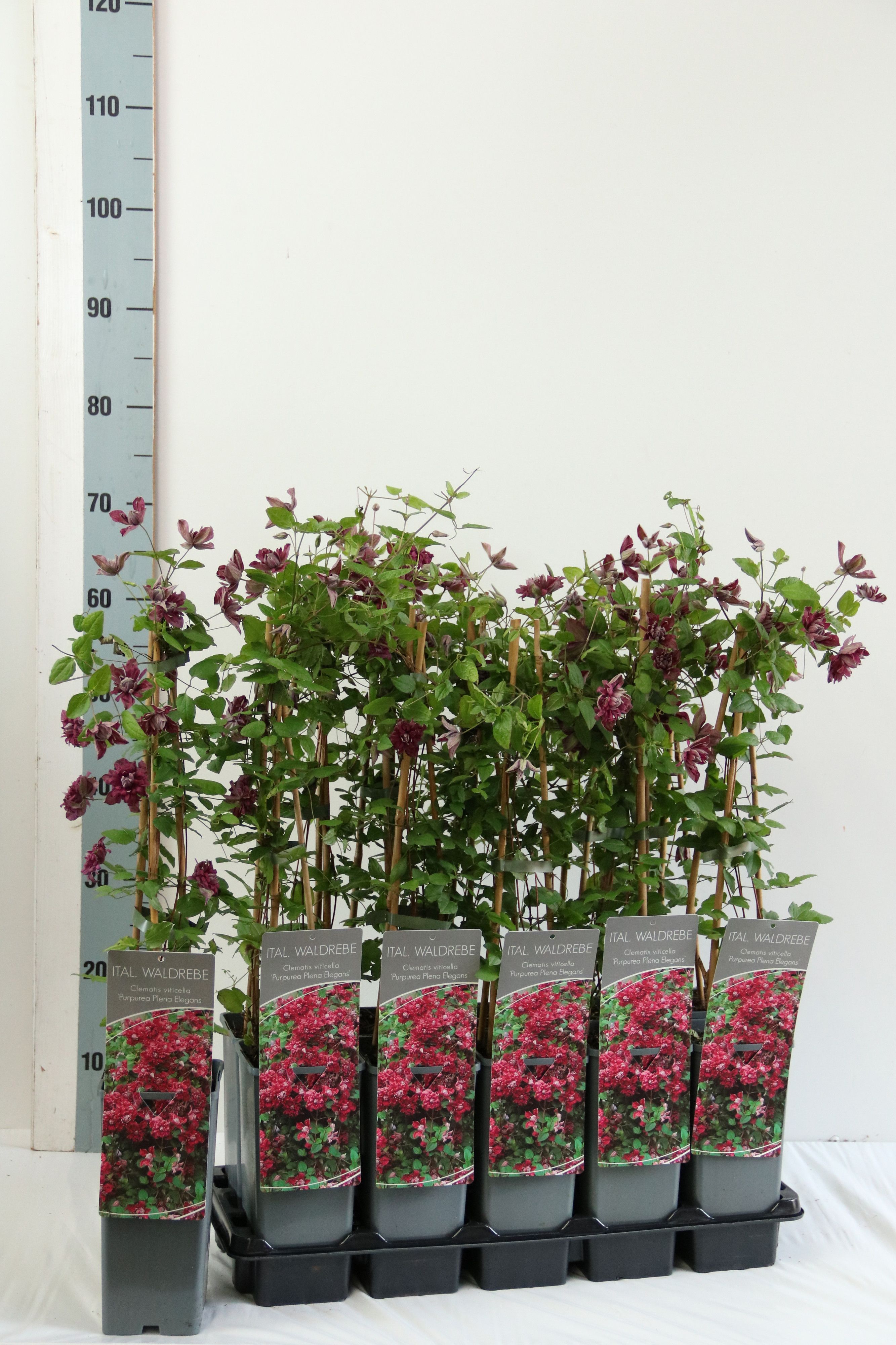 Clematis 'Purpurea Plena Elegans'