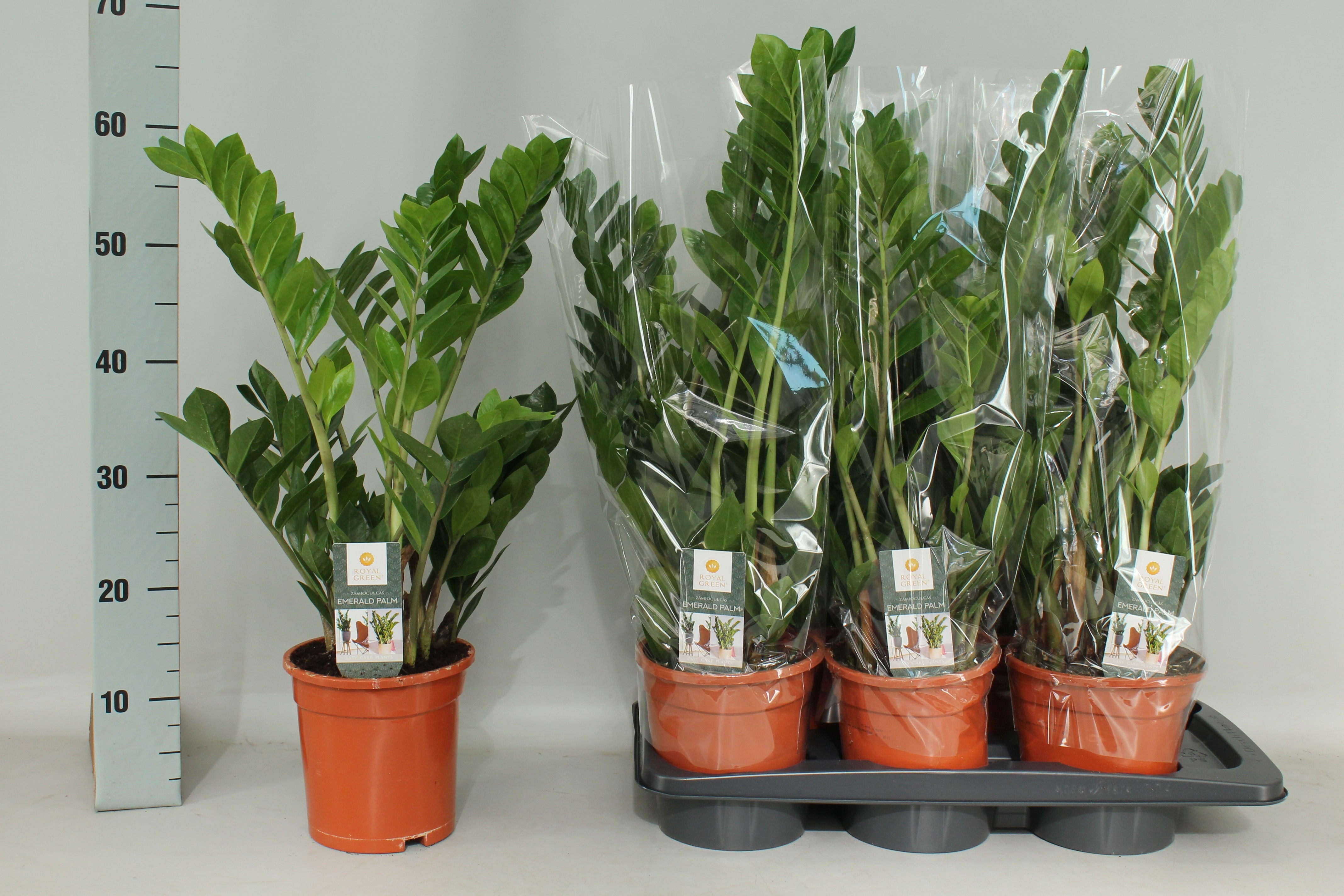 Zamio Zamiifolia 17P 65H 5TAK