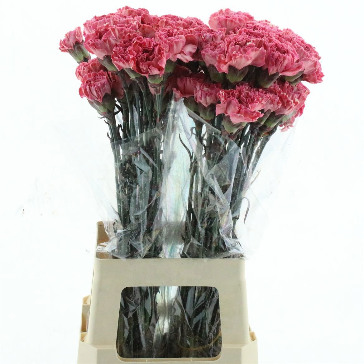 Dianthus St Painted 70cm