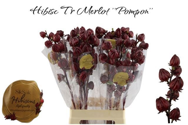 Hibiscus Tr Merlot 70cm