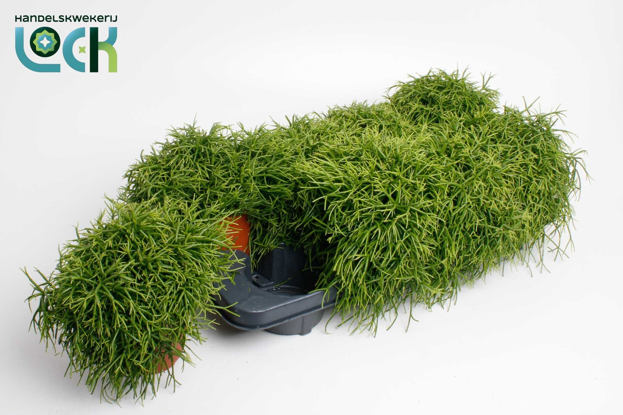 Rhipsalis Ov 12Ø 15cm