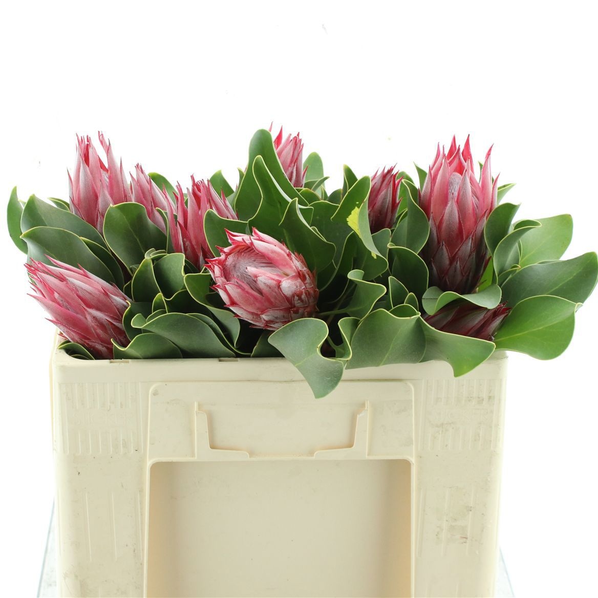 Protea Cy Clare 50cm