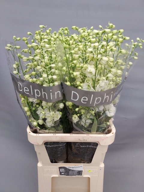 Delph El Centu White