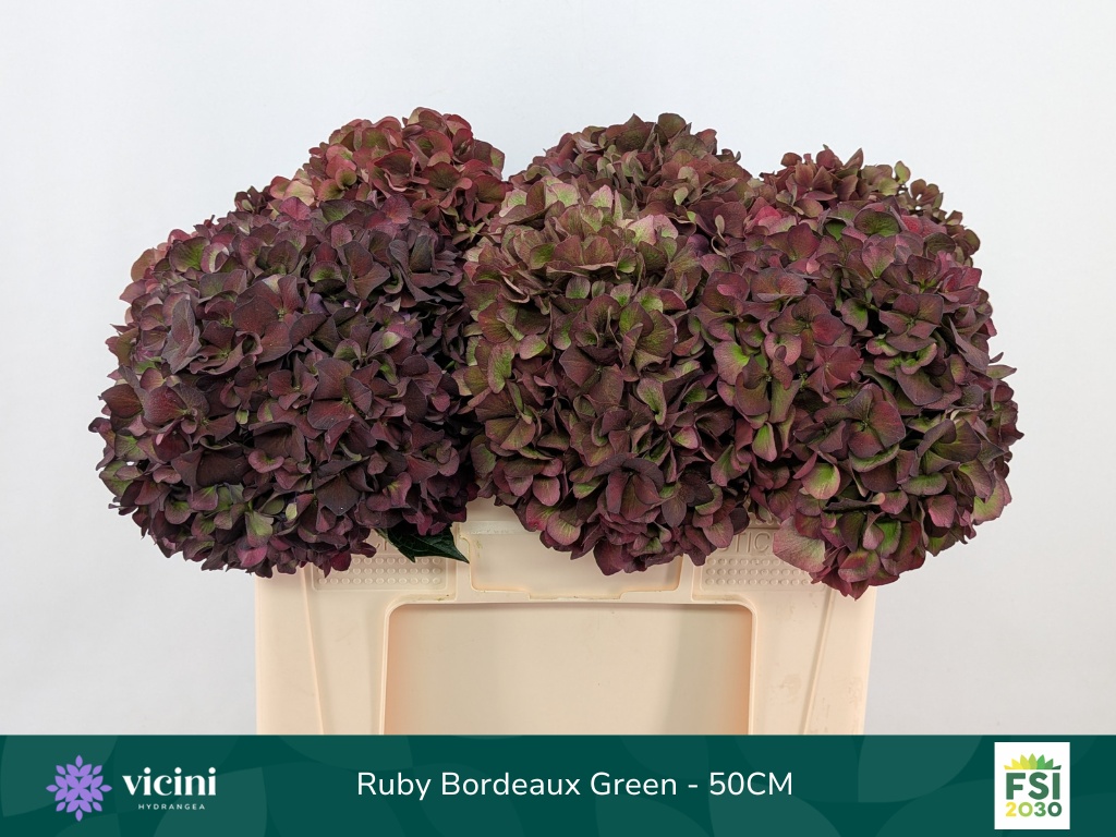 Hydrangea Ruby Choco 50cm 18Ø