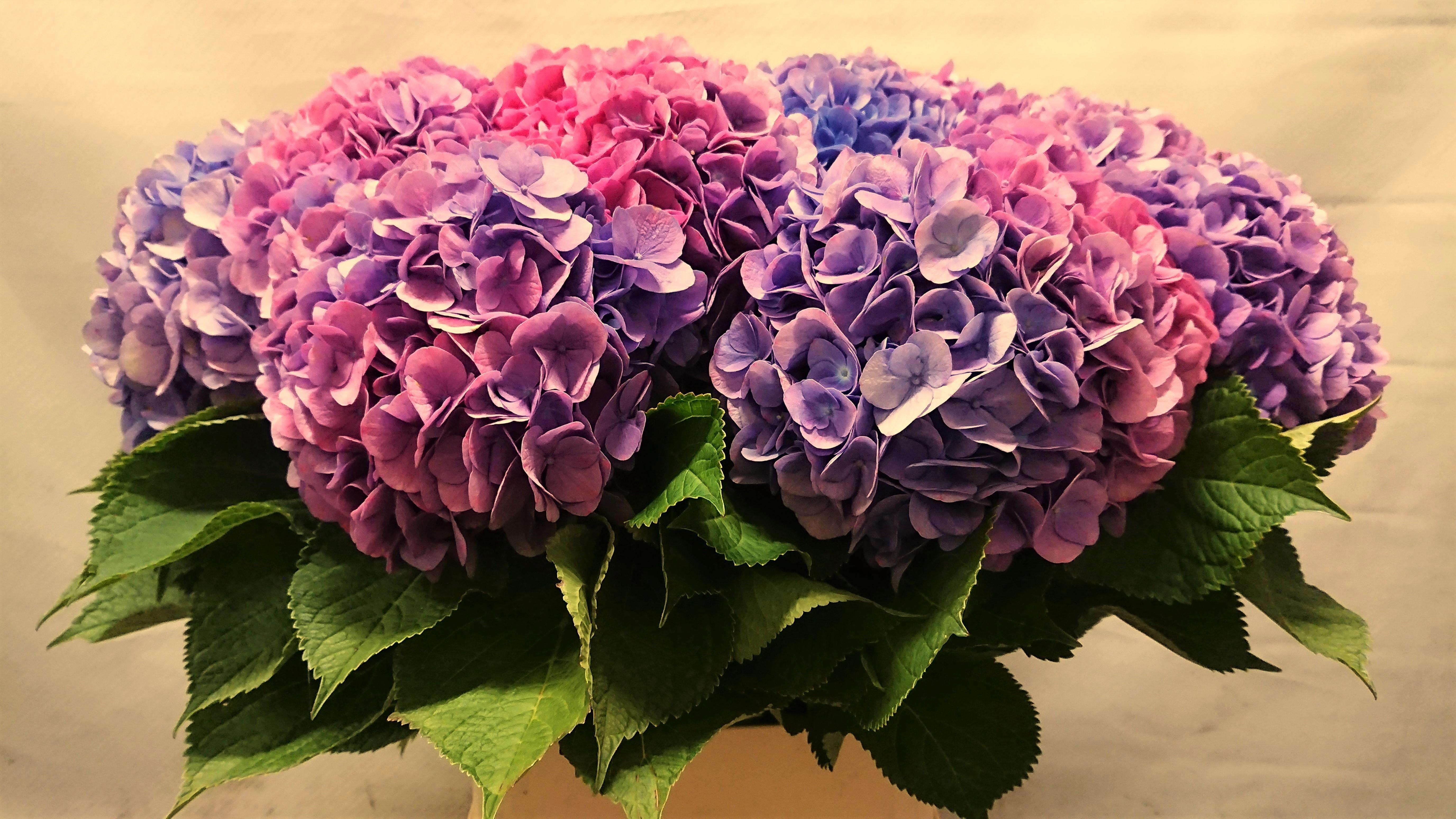 Hydrangea Bodensee Pink 100cm 19Ø