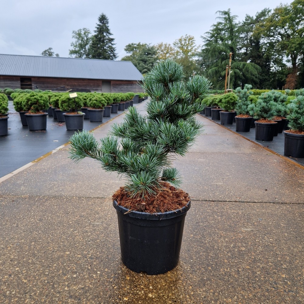 Picture of Pinus parviflora Negishi C8 30/40