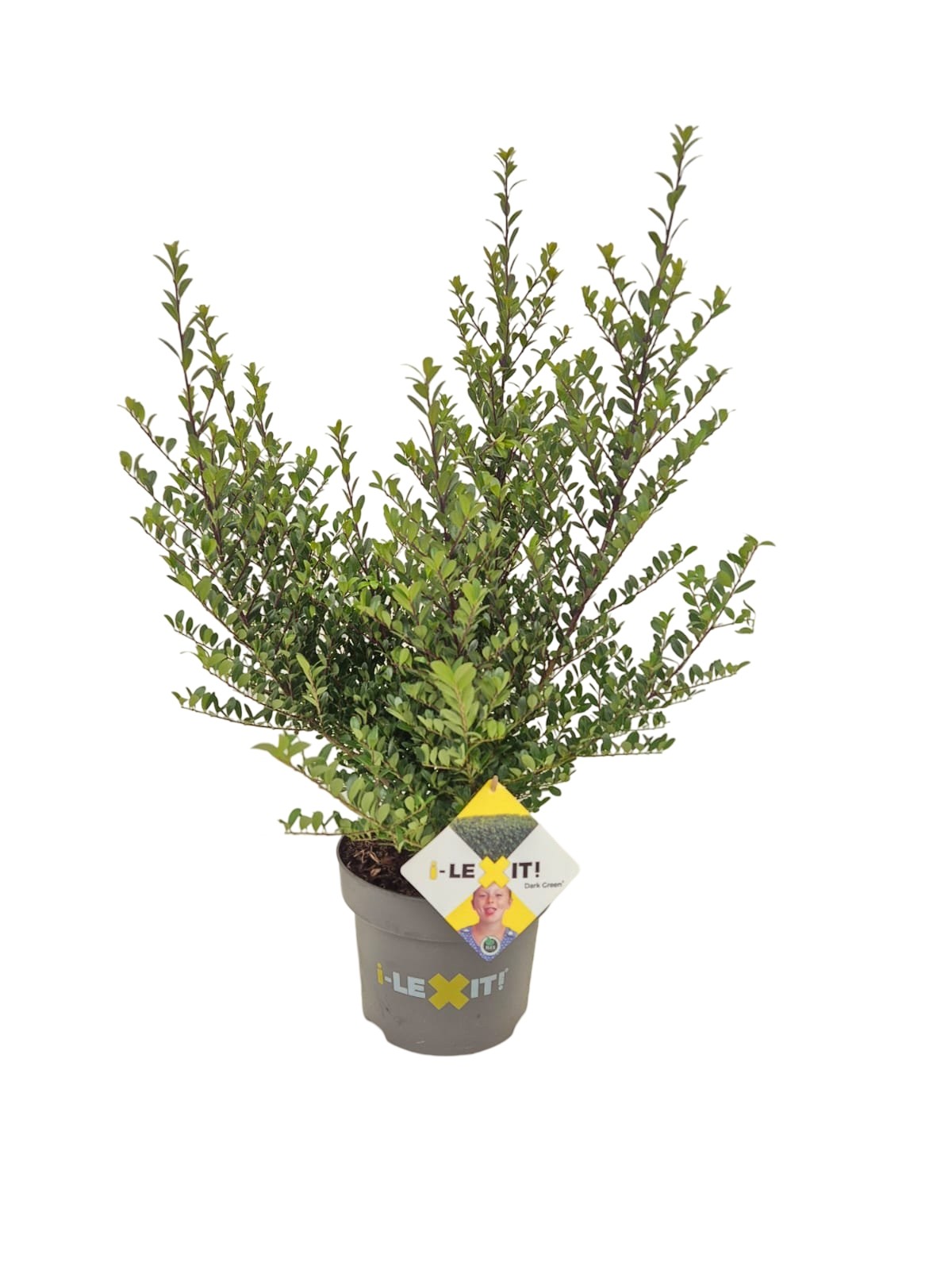 Picture of Ilex cre. Dark Green P23 (5 Ltr) 50/CM-BUSHY (LOOSE)