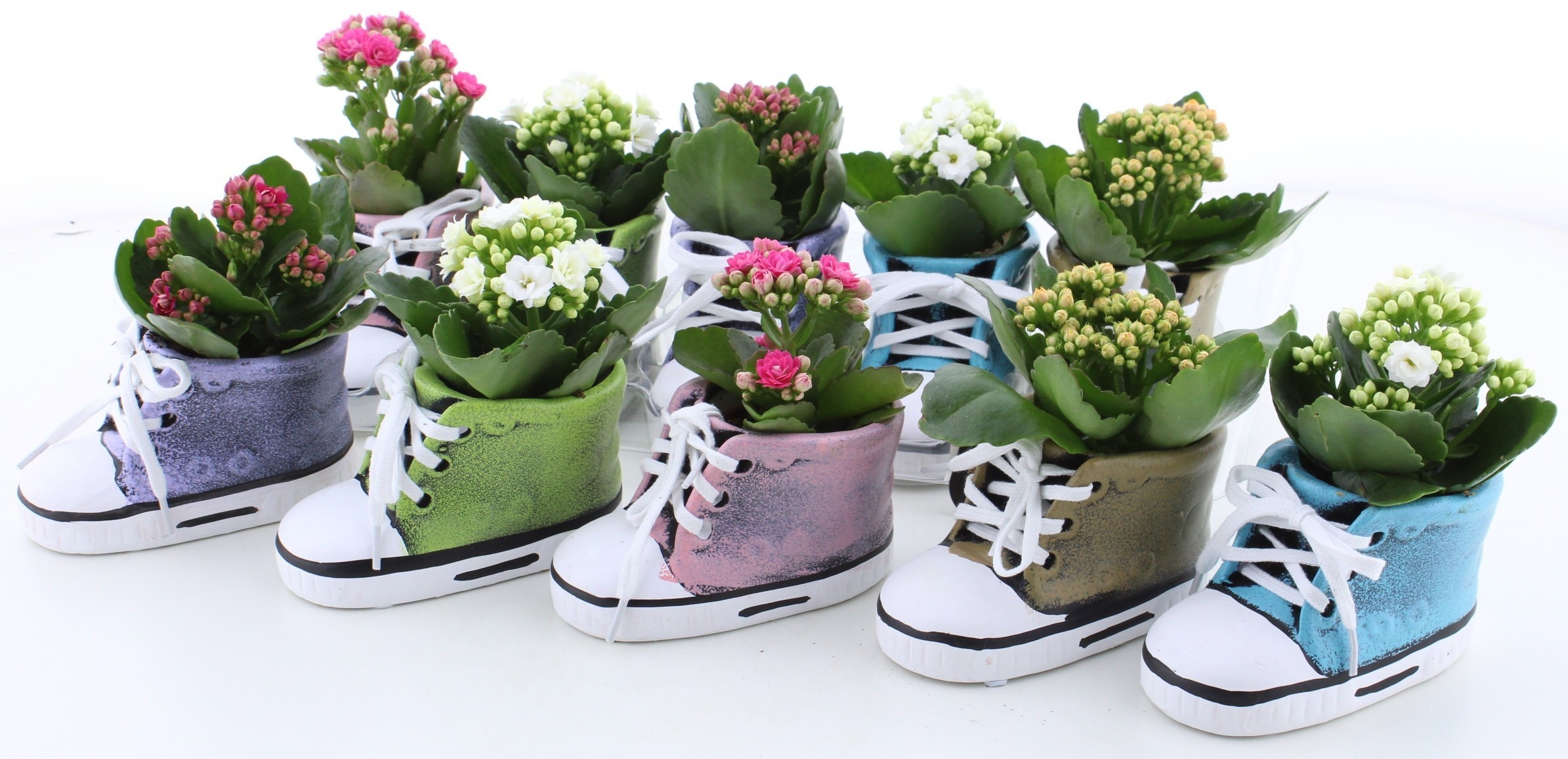 Arrangement Kalanchoe 13Ø 13cm