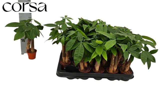 Pachira Aquatica 6Ø 25cm