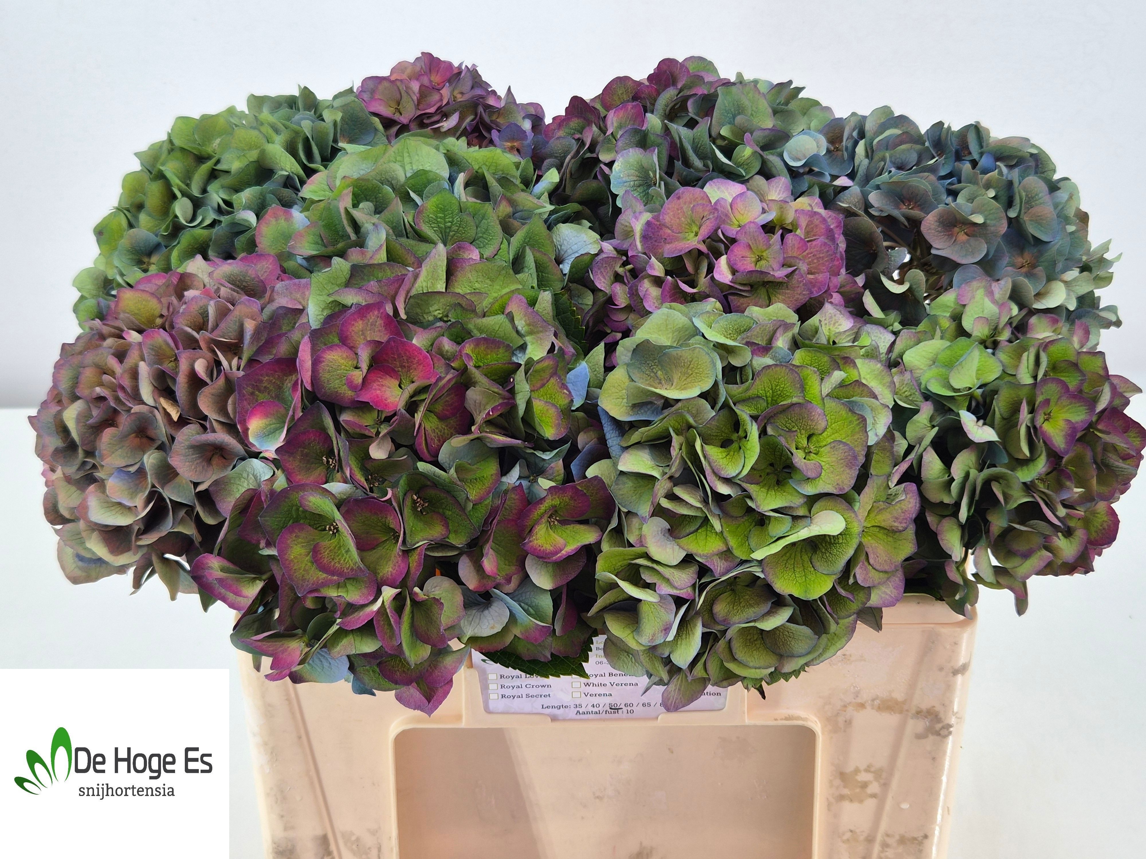 Hydrangea Royal Crown Classic 50cm 18Ø