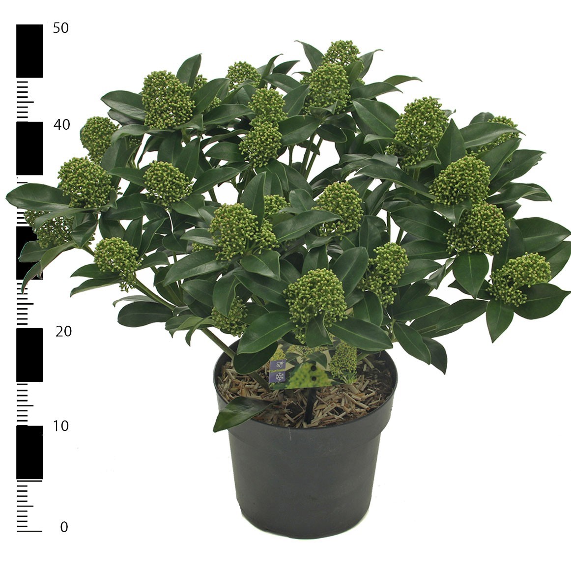 Picture of Skimmia jap. 'White Globe'