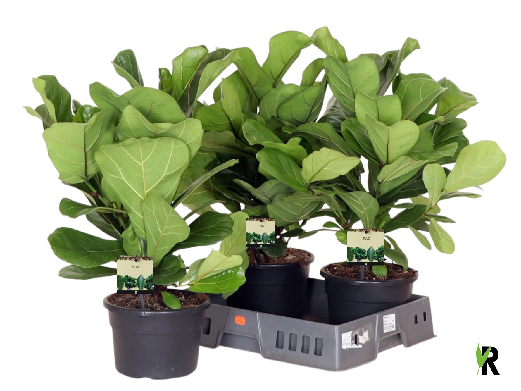 Ficus Lyrata 21P 70H 1stek