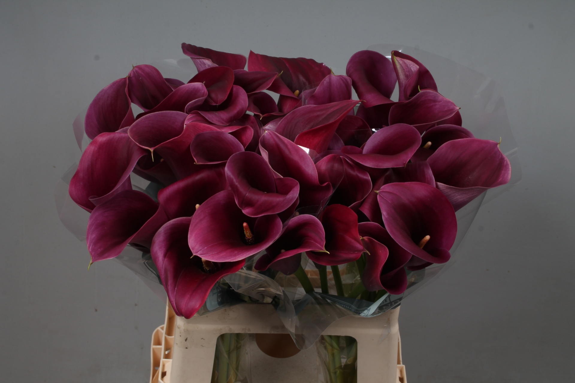 Calla Capt Promise 60cm