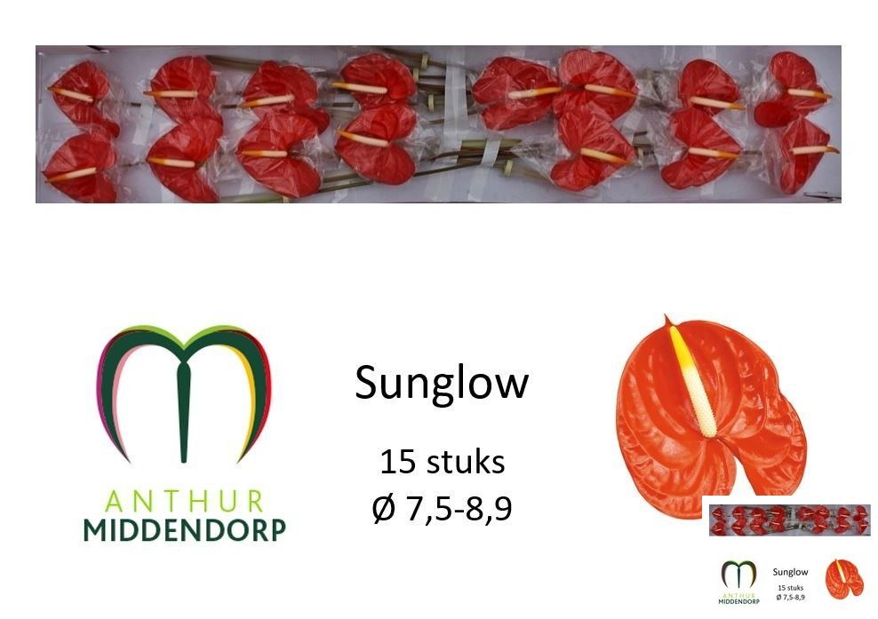 Anthurium Sunglow 750Ø