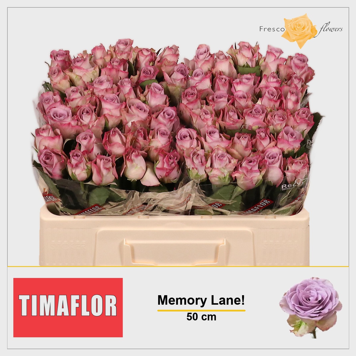 Rosa Memory Lane 50cm