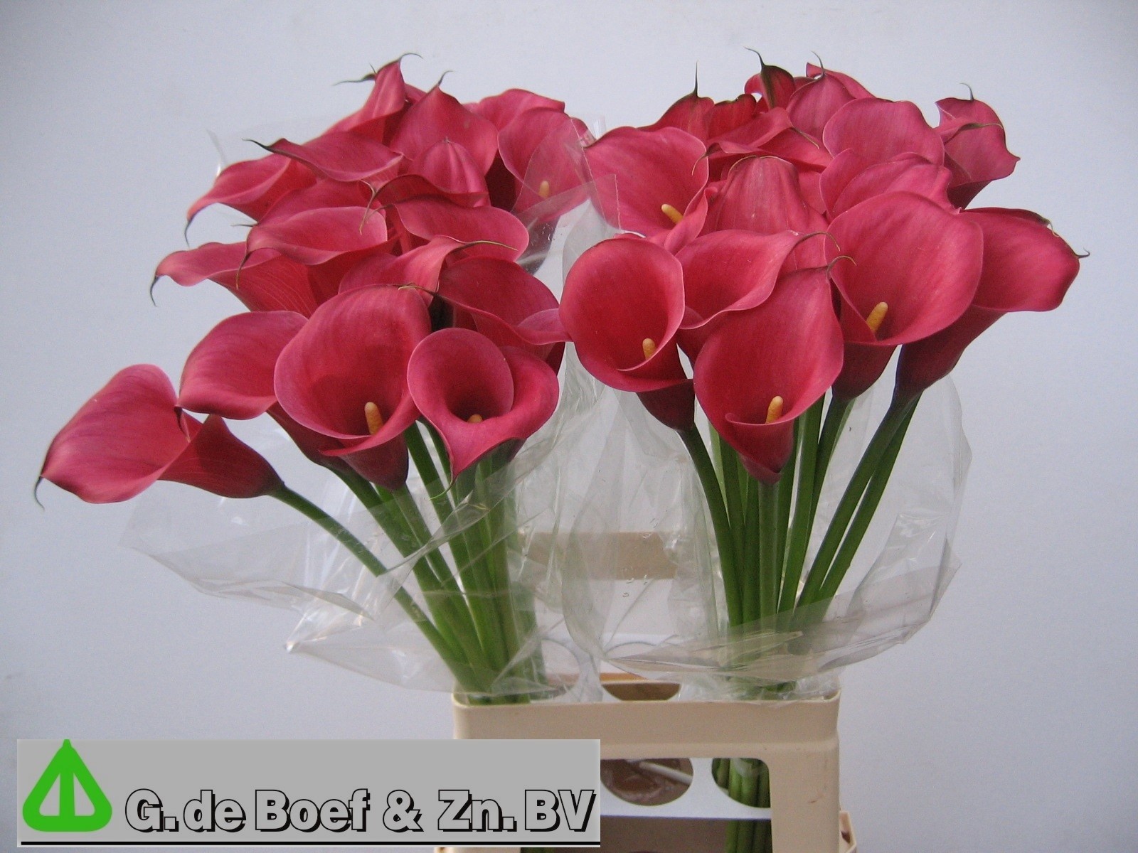 Calla Nashville 60cm