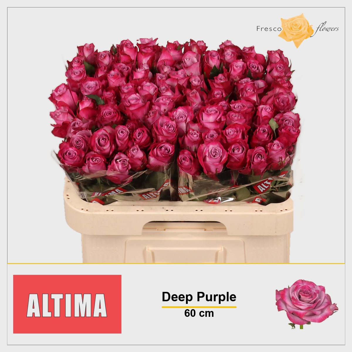 Rosa Deep Purple 60cm