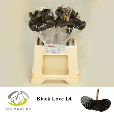 Anth Black Love
