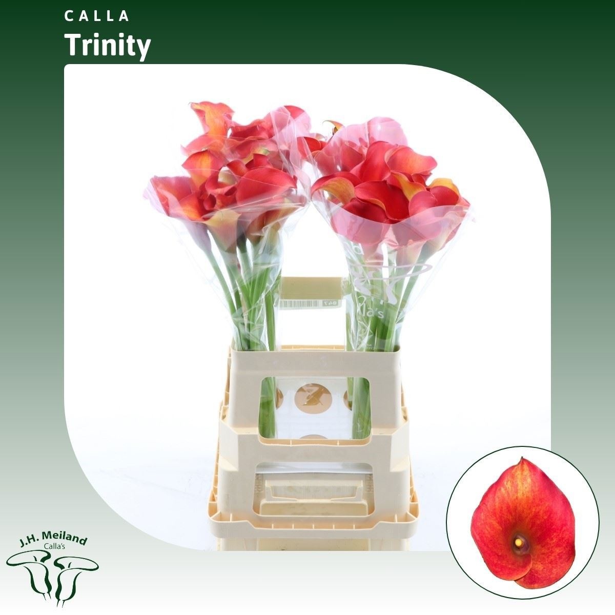 Calla Capt Trinity 65cm