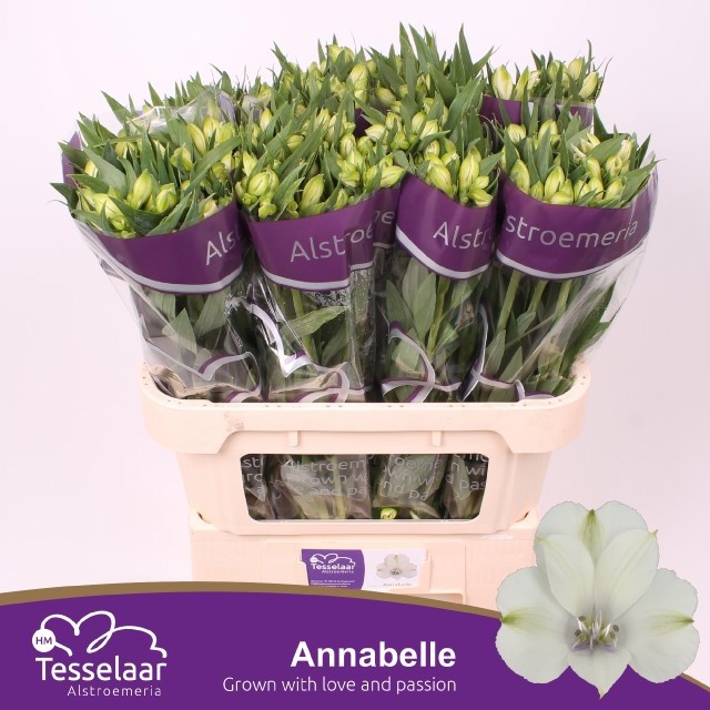 Alstr Annabelle 70cm 55gram