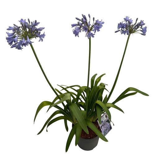 Agapanthus 'Glen Avon' sense p27 Asra