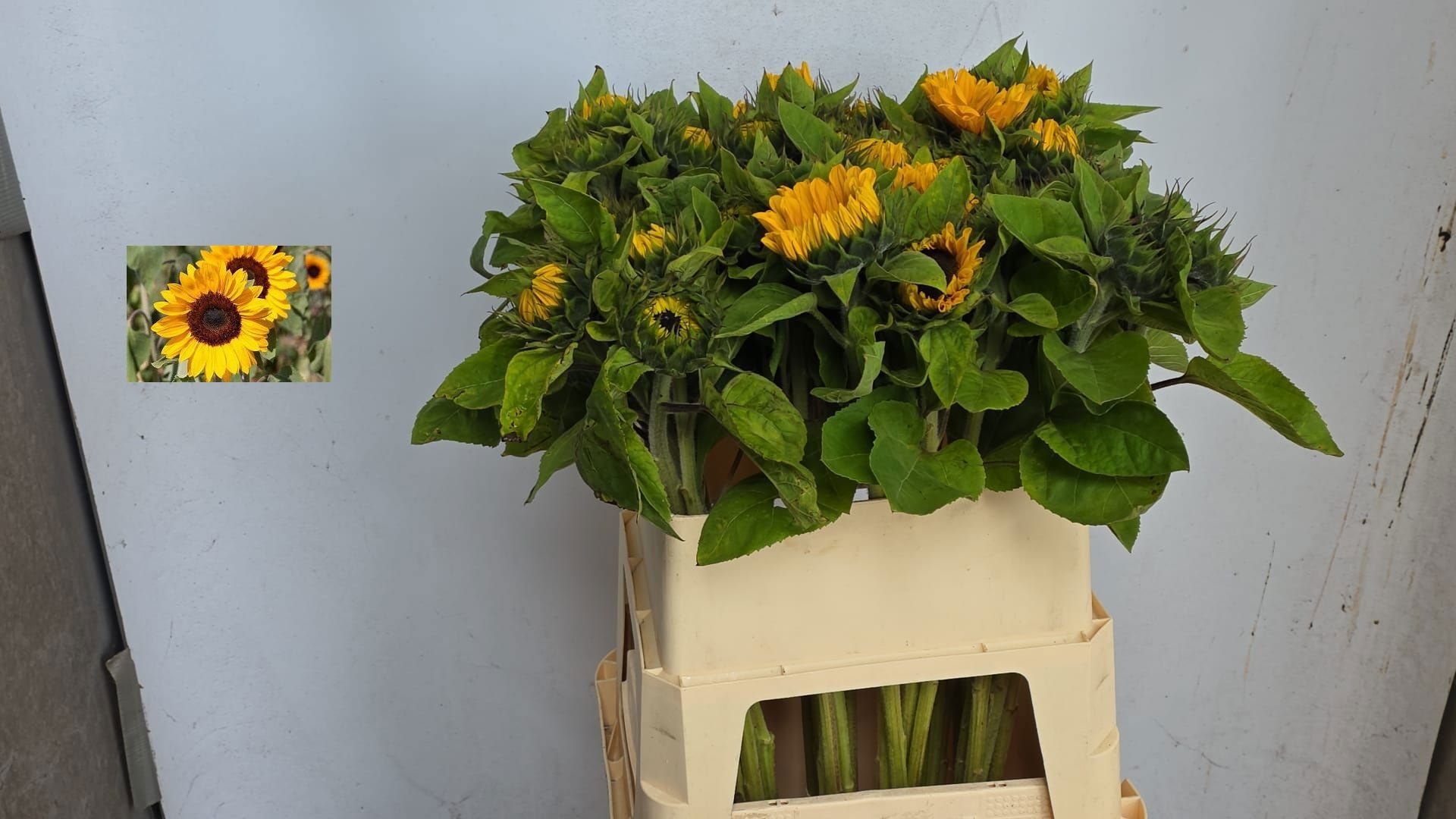 Helianthus Sunrich Or 60cm