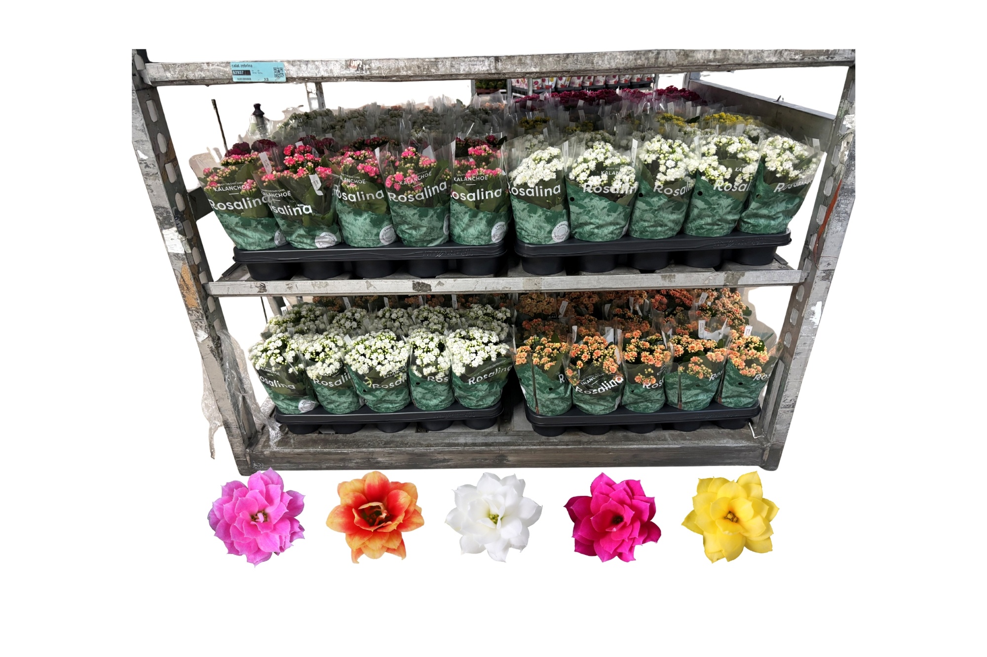 Kalan B Ge R D Colle 12Ø 27cm