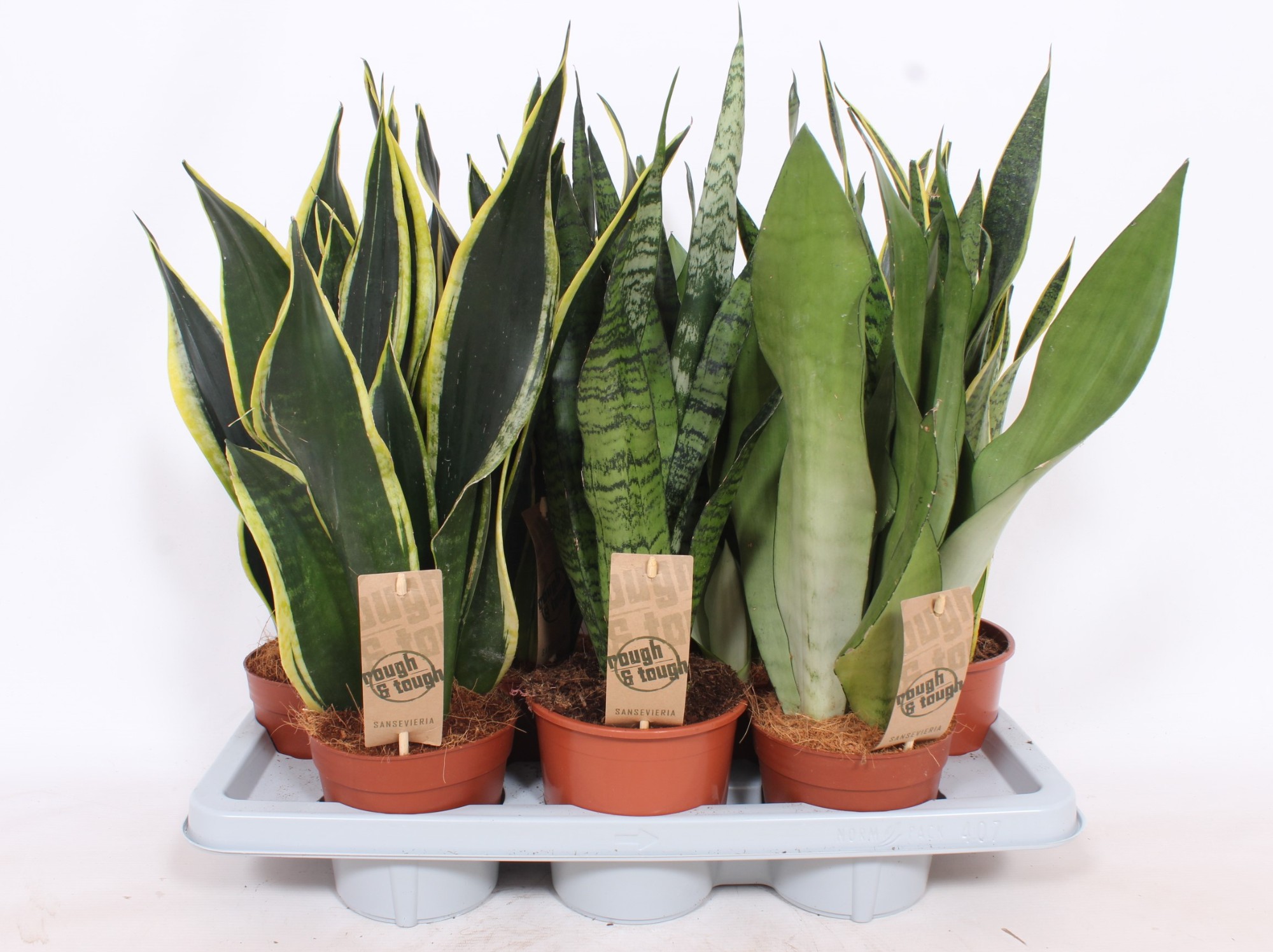 Picture of Sansevieria in varieties P14 50CM