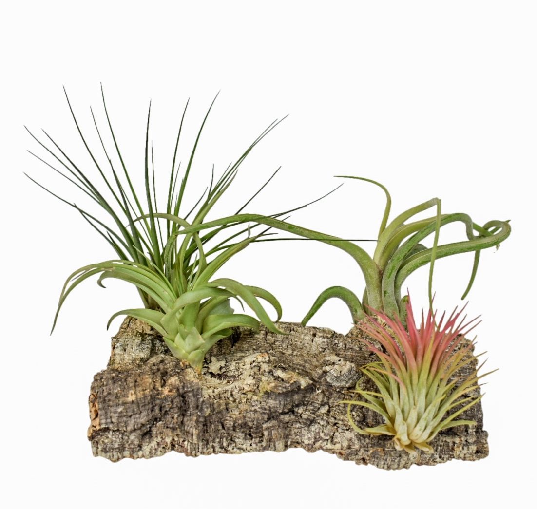 Arr Tillandsia 17P 17H 11bloei