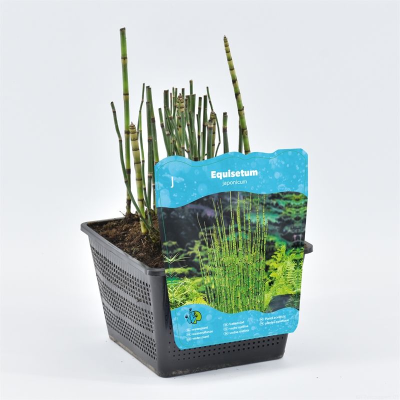 Equisetum japonicum