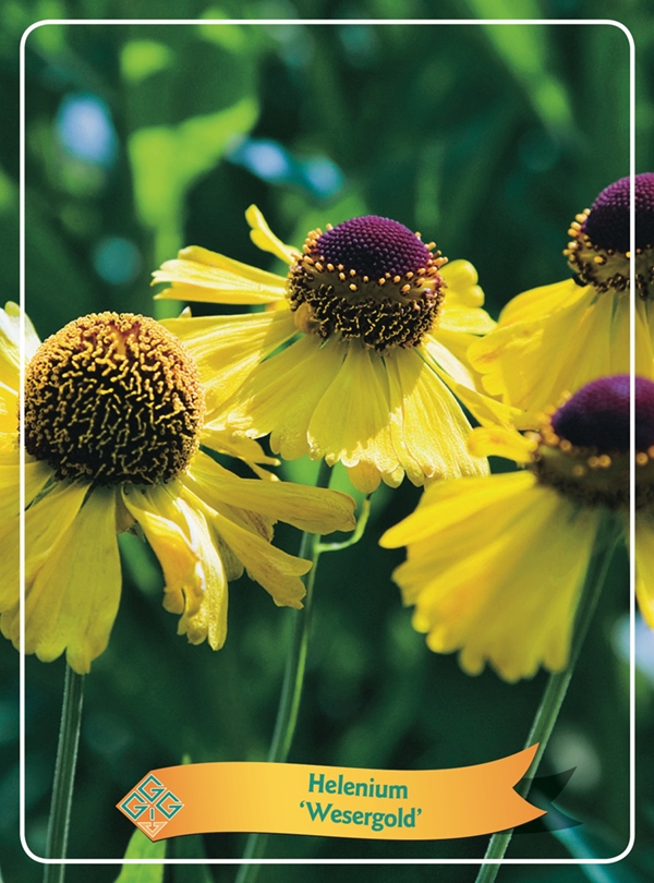 Picture of Helenium Mix 6x10 srt. per shelve P11