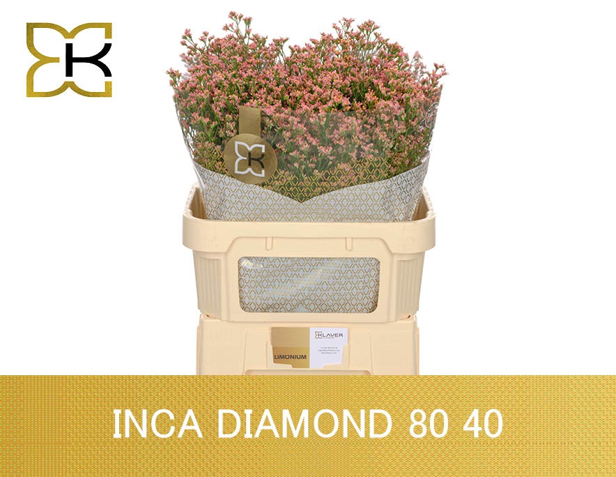 Limonium Sin Inca Diamond 80cm 40gram