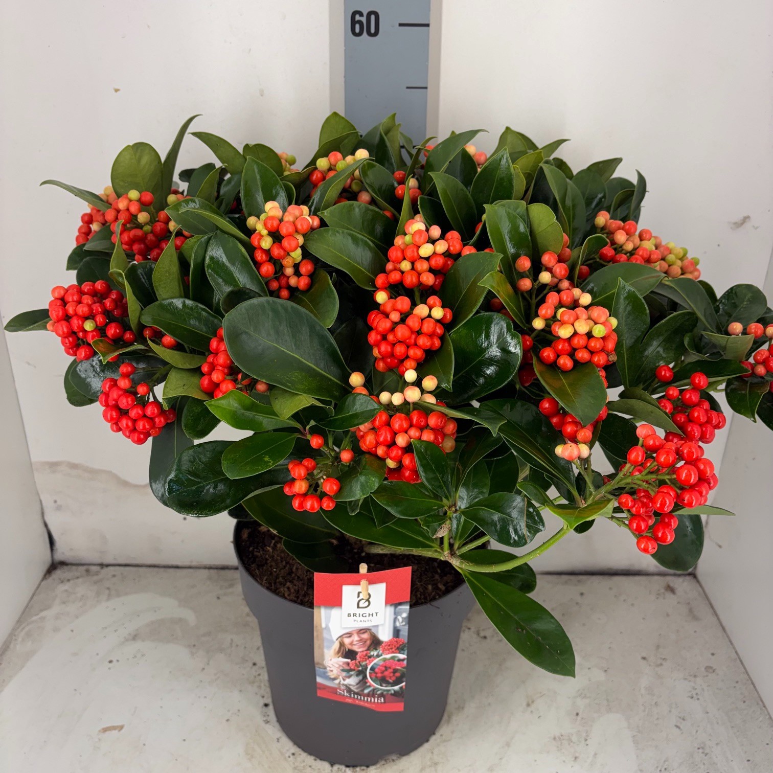 Skimmia Veitchii 25