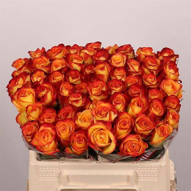 Rosa Firefox 35cm