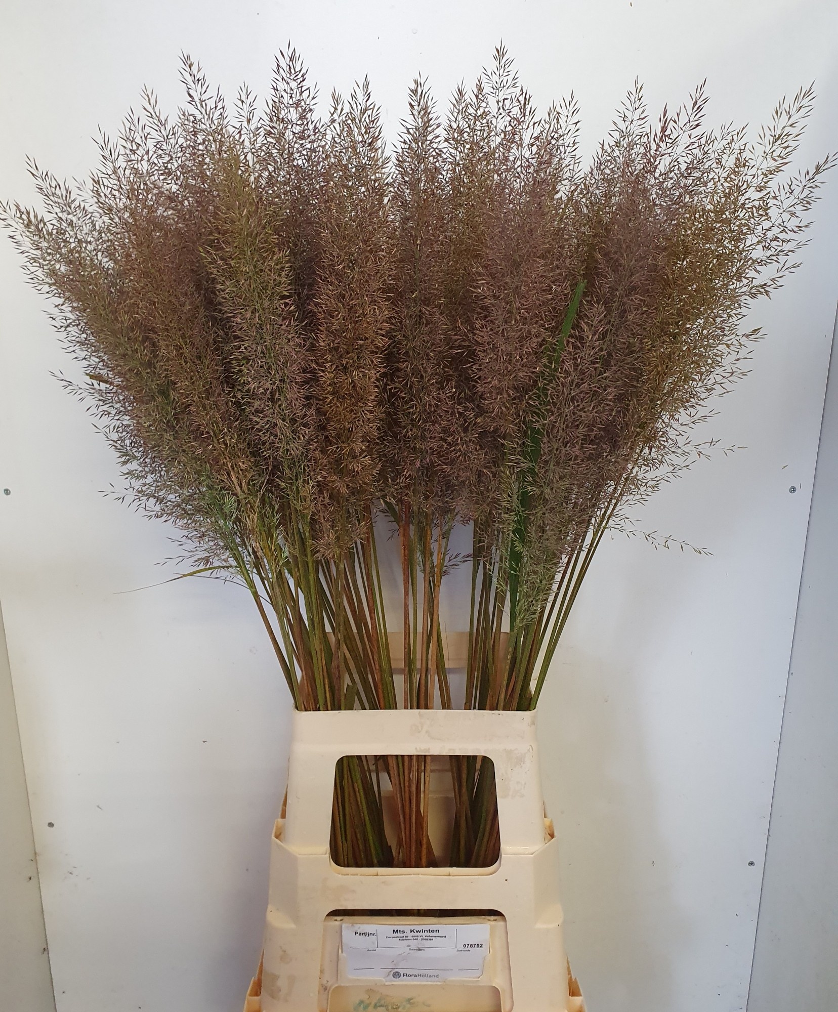 Calamagrostis Brachy 90cm