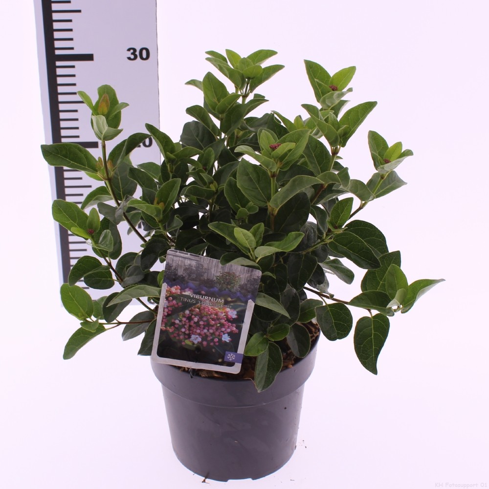 Picture of Viburnum tinus 'Lisarose'
