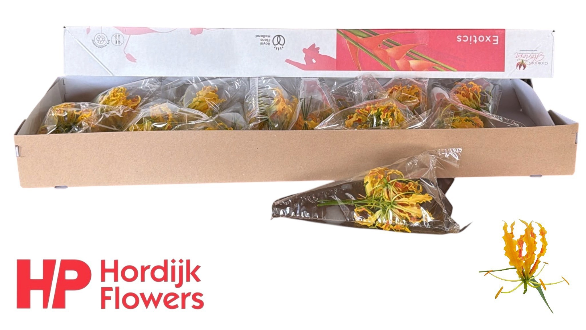 Gloriosa Twin Colour 20cm