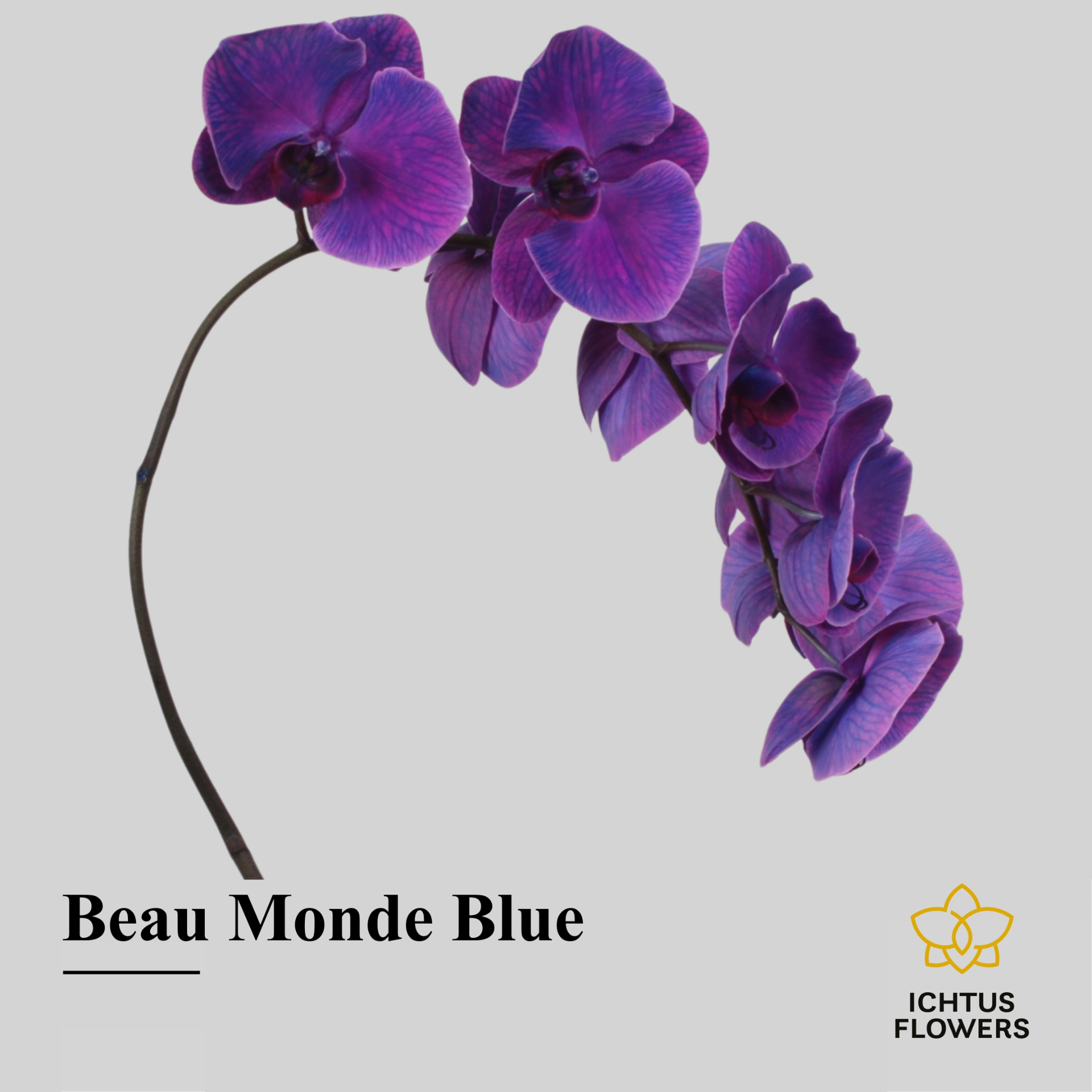Phal Paint Beau Monde Blue Tak 7-9