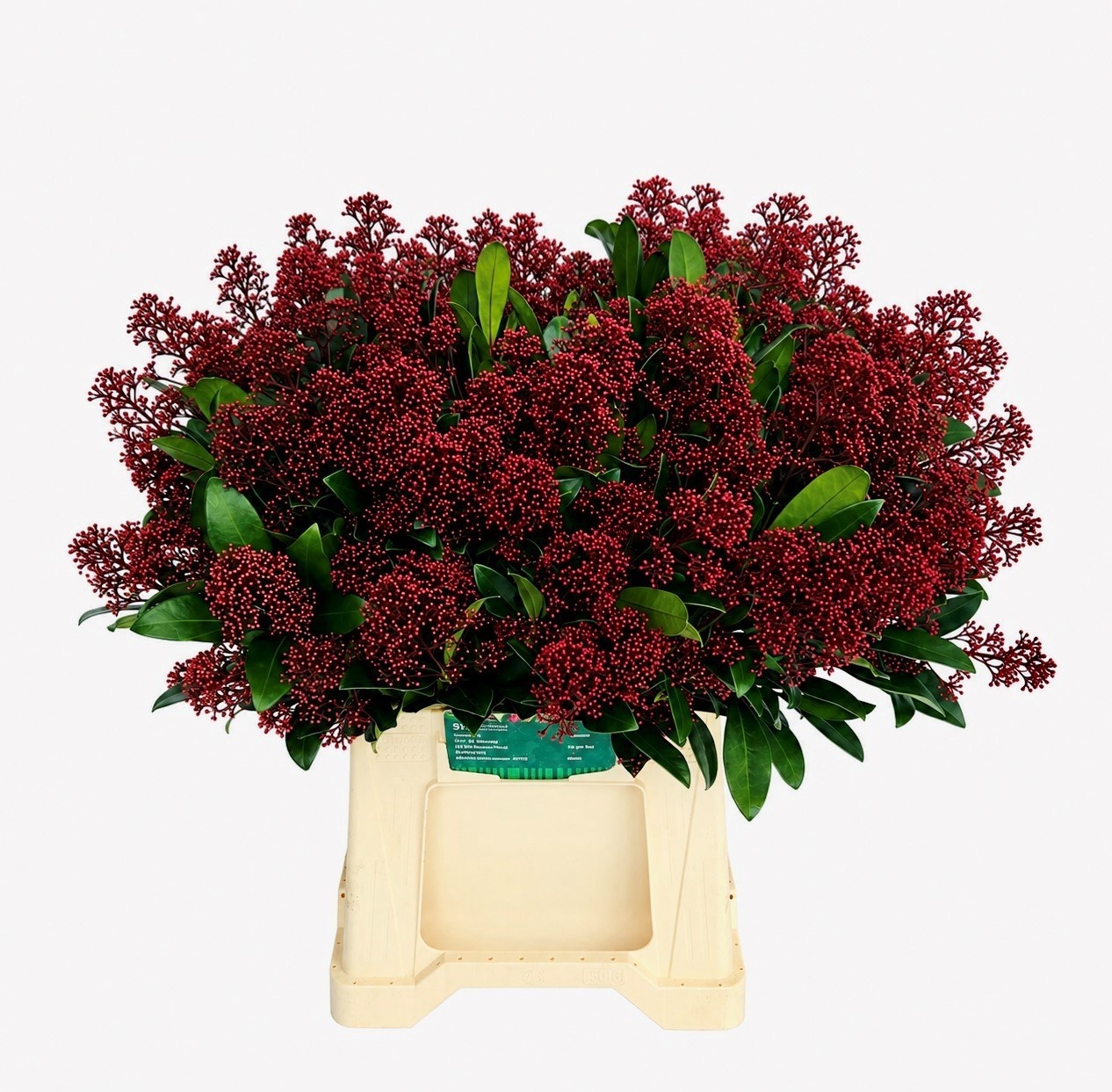 Skimmia Japonica Rubella 45cm