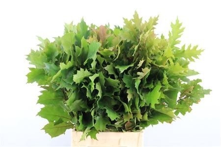 Querc Rubra