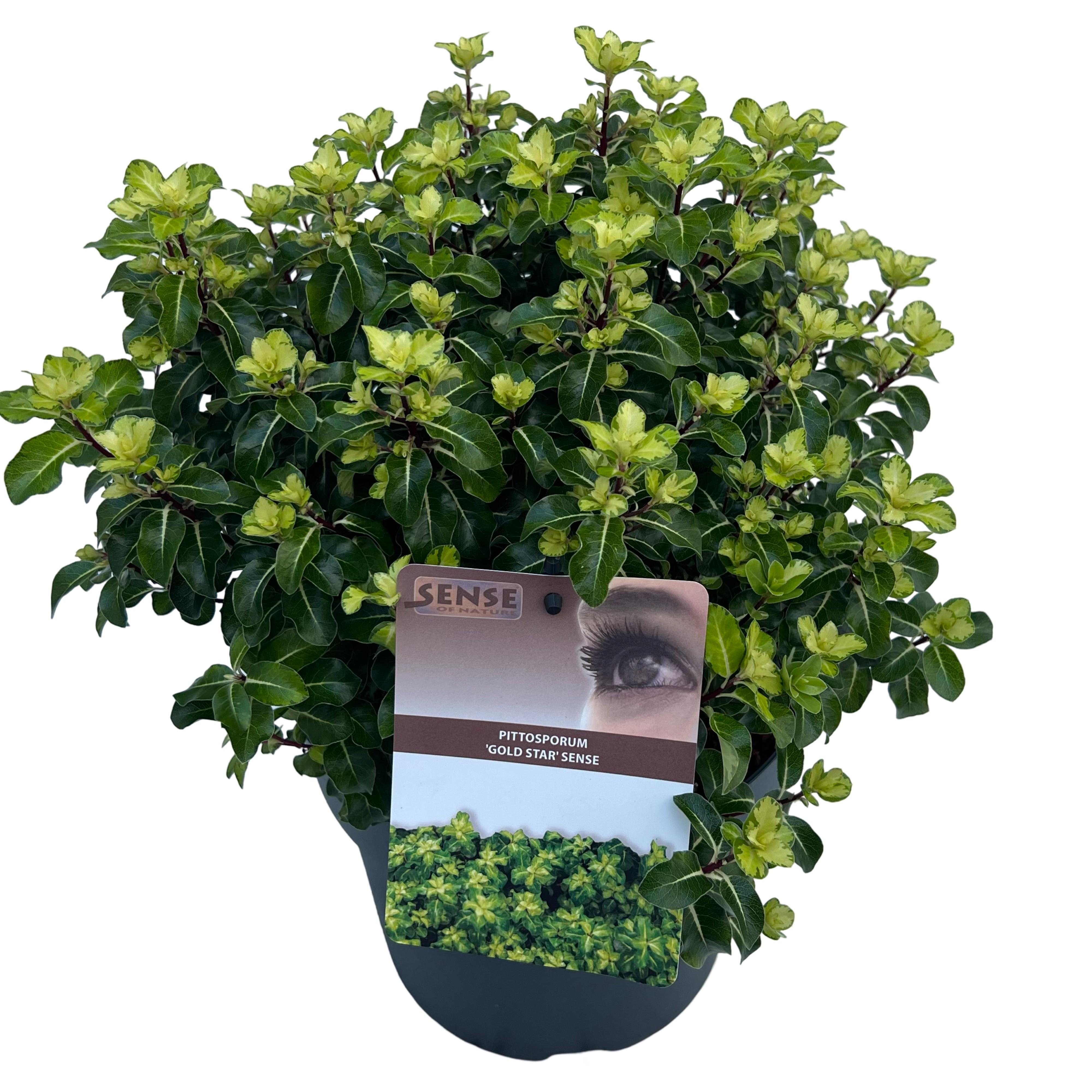 Picture of Pittosporum ten. 'Gold Star' sense