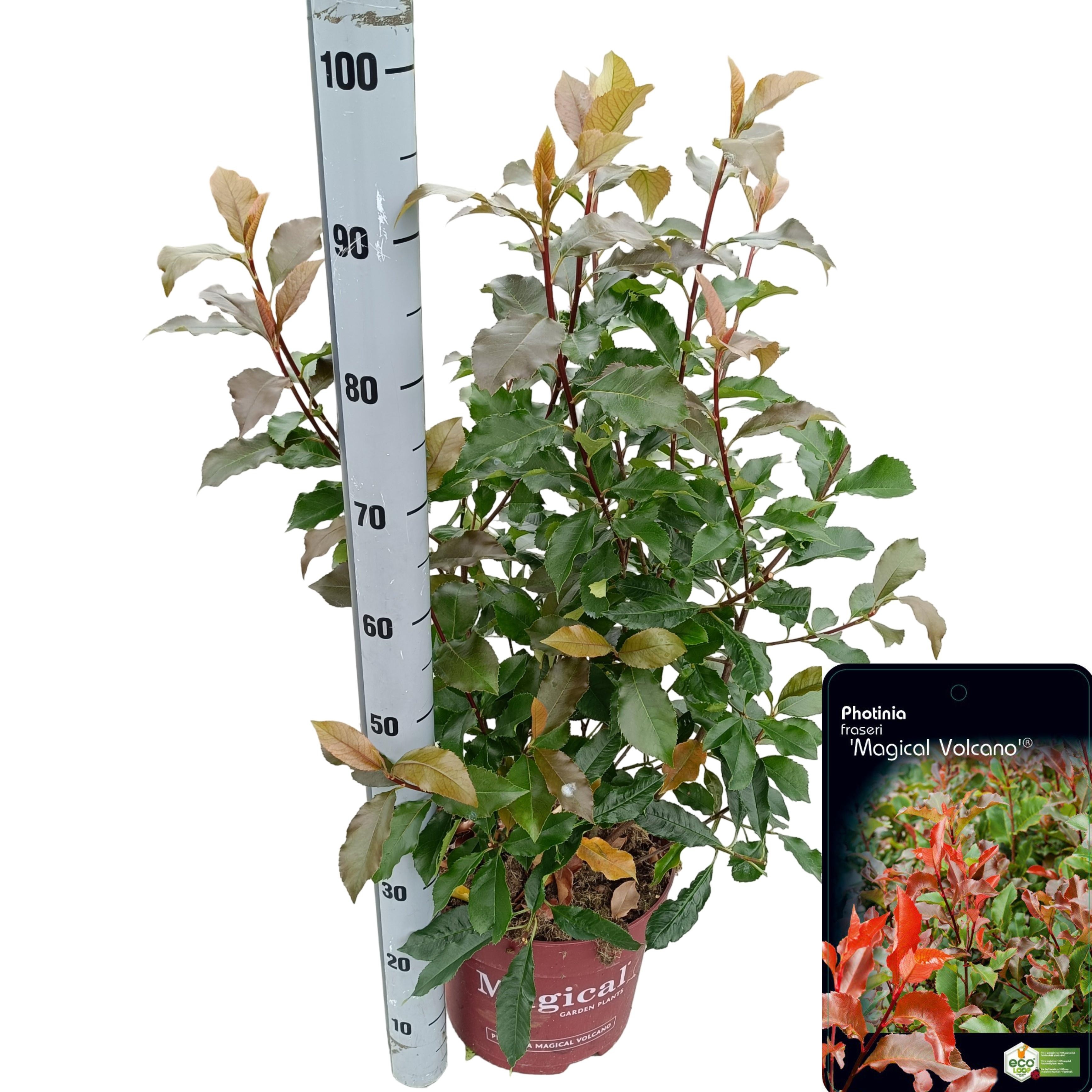 Picture of Photinia fraseri 'Magical Volcano'® C10