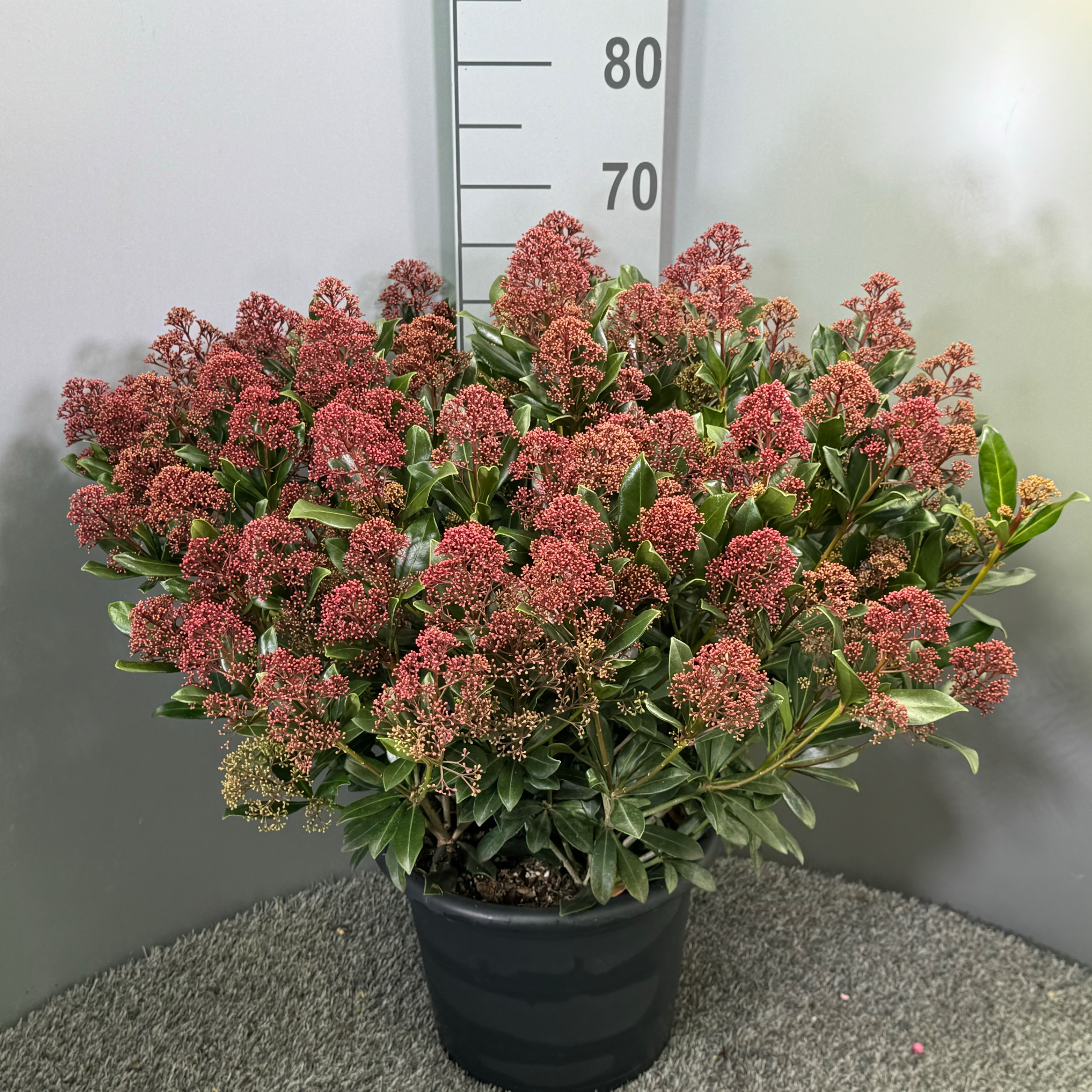 Picture of Skimmia japonica Rubesta Jos P29 (10 Ltr) (LOOSE)