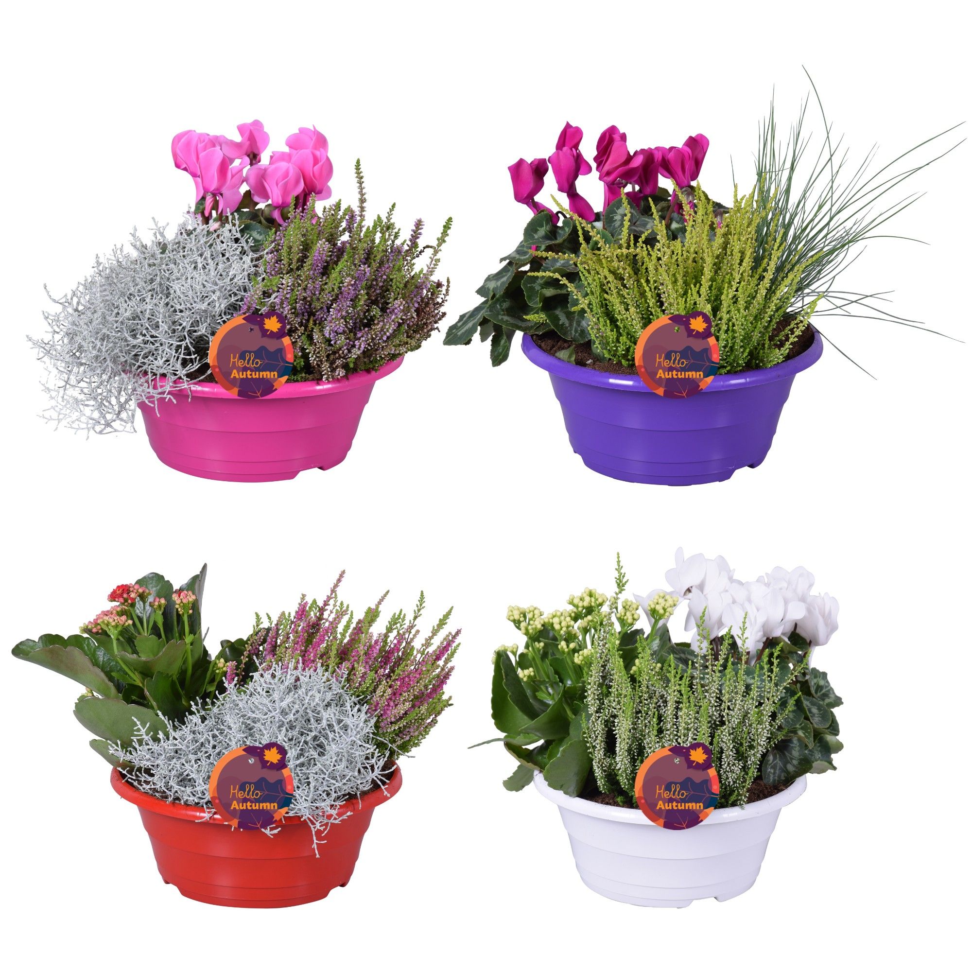 Perkpl Gem In Pot 23Ø 30cm