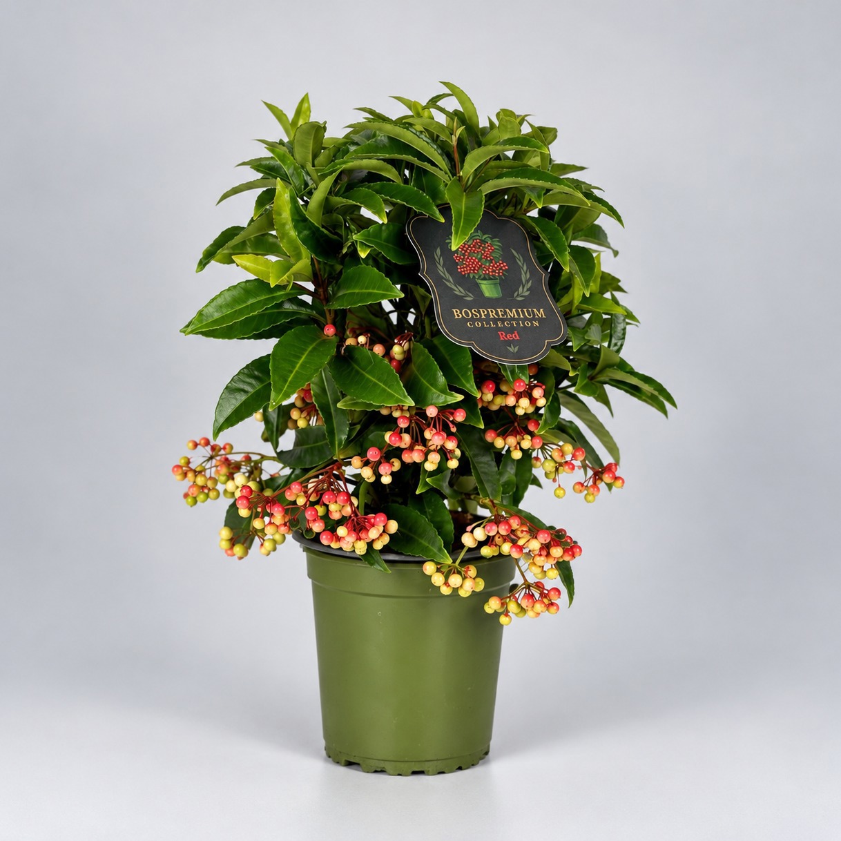 Ardisia crenata Bospremium Red